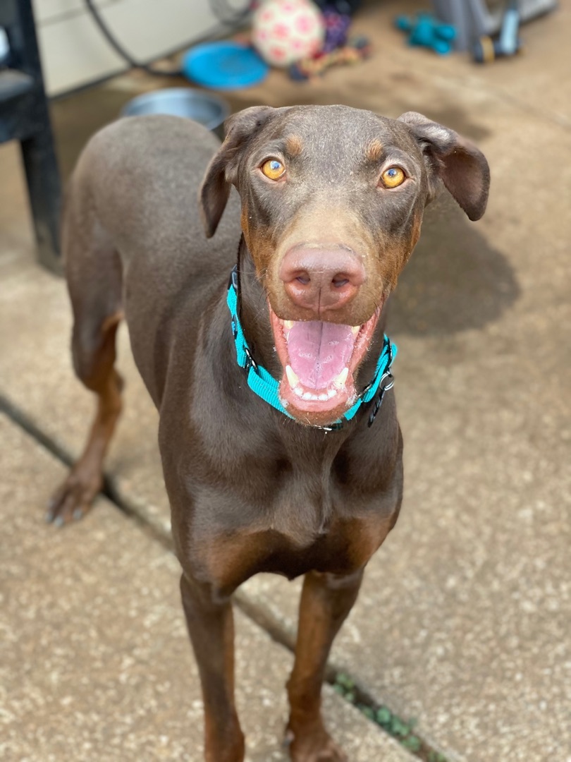 Catalina, an adoptable Doberman Pinscher in Beavercreek, OR, 97004 | Photo Image 2