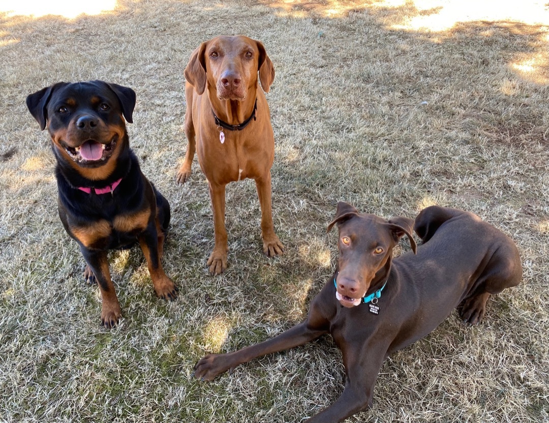 Catalina, an adoptable Doberman Pinscher in Beavercreek, OR, 97004 | Photo Image 3