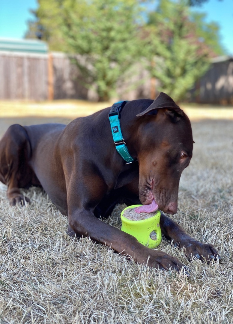 Catalina, an adoptable Doberman Pinscher in Beavercreek, OR, 97004 | Photo Image 4