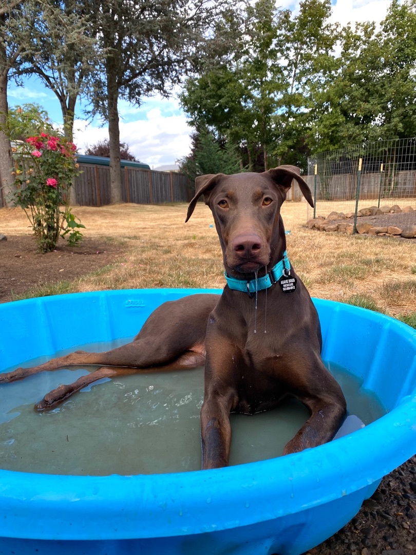 Catalina, an adoptable Doberman Pinscher in Beavercreek, OR, 97004 | Photo Image 5