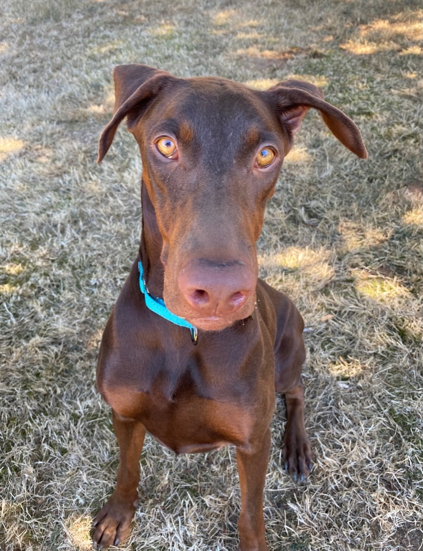 Catalina, an adoptable Doberman Pinscher in Beavercreek, OR, 97004 | Photo Image 6