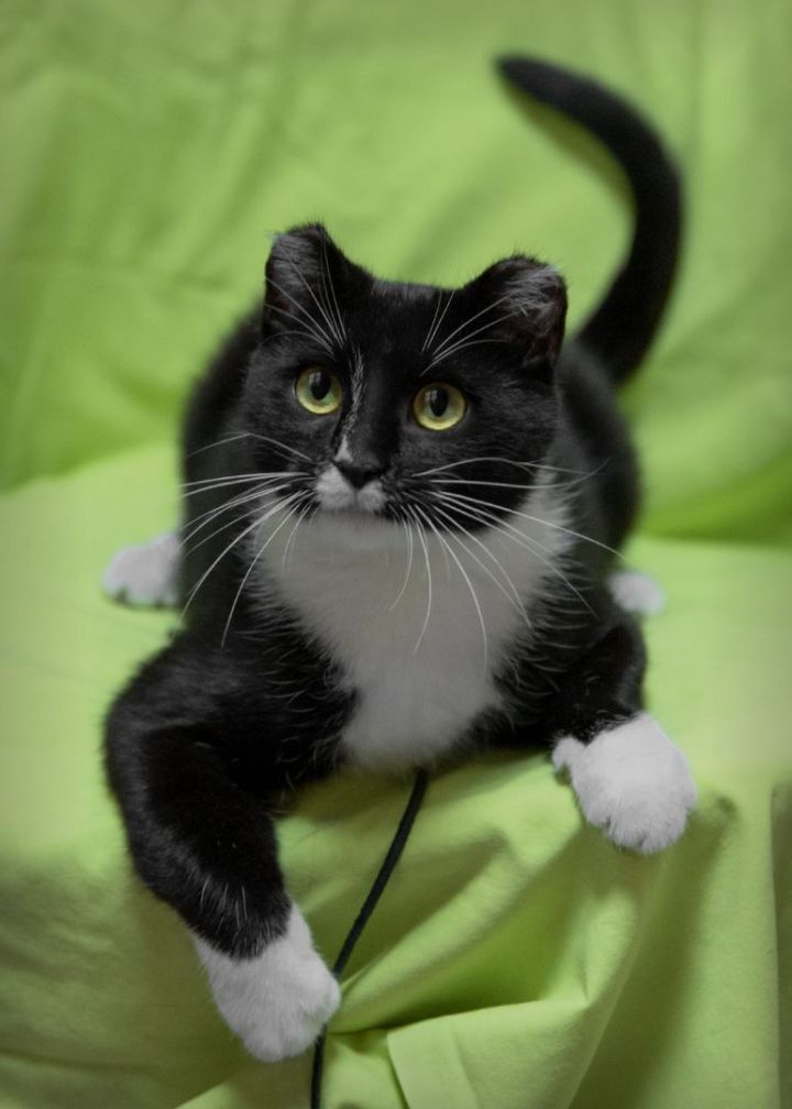 Betty Rubble, an adoptable Domestic Short Hair in Harrisburg, PA_image-2
