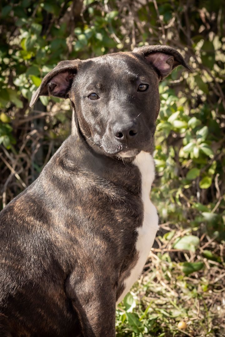 Daisy, an adoptable American Staffordshire Terrier in St. Clair, MO, 63077 | Photo Image 1