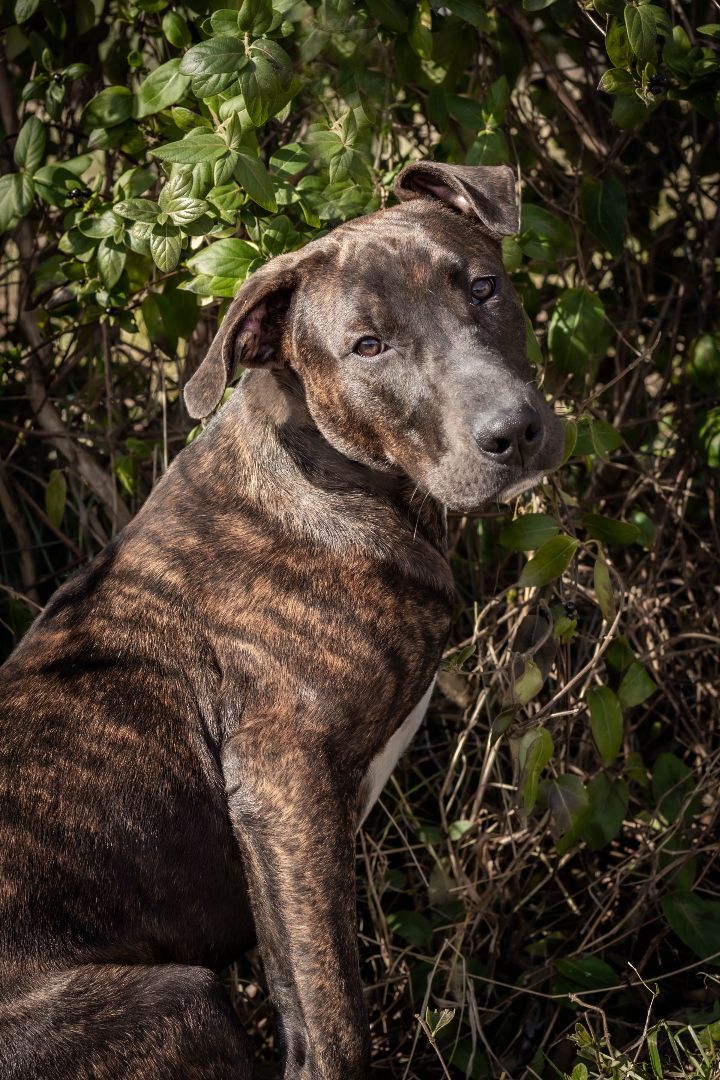 Bo, an adoptable American Staffordshire Terrier in St. Clair, MO, 63077 | Photo Image 1