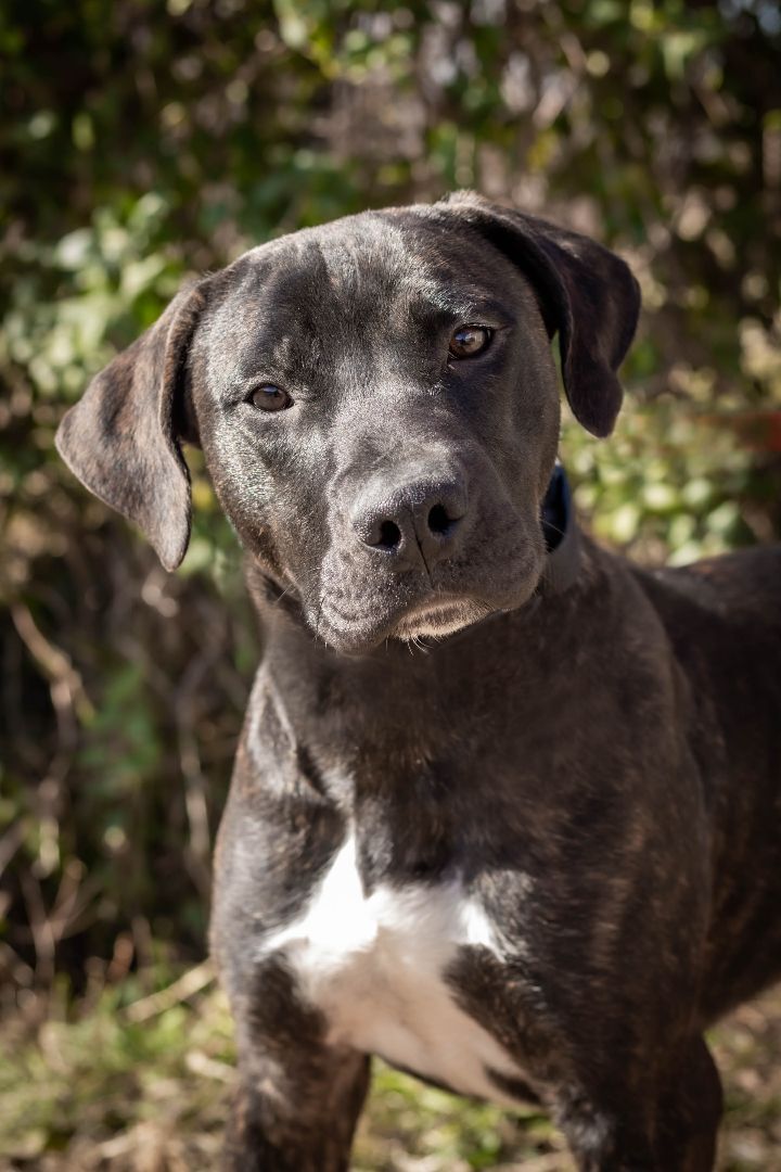 Luke, an adoptable American Staffordshire Terrier in St. Clair, MO, 63077 | Photo Image 3