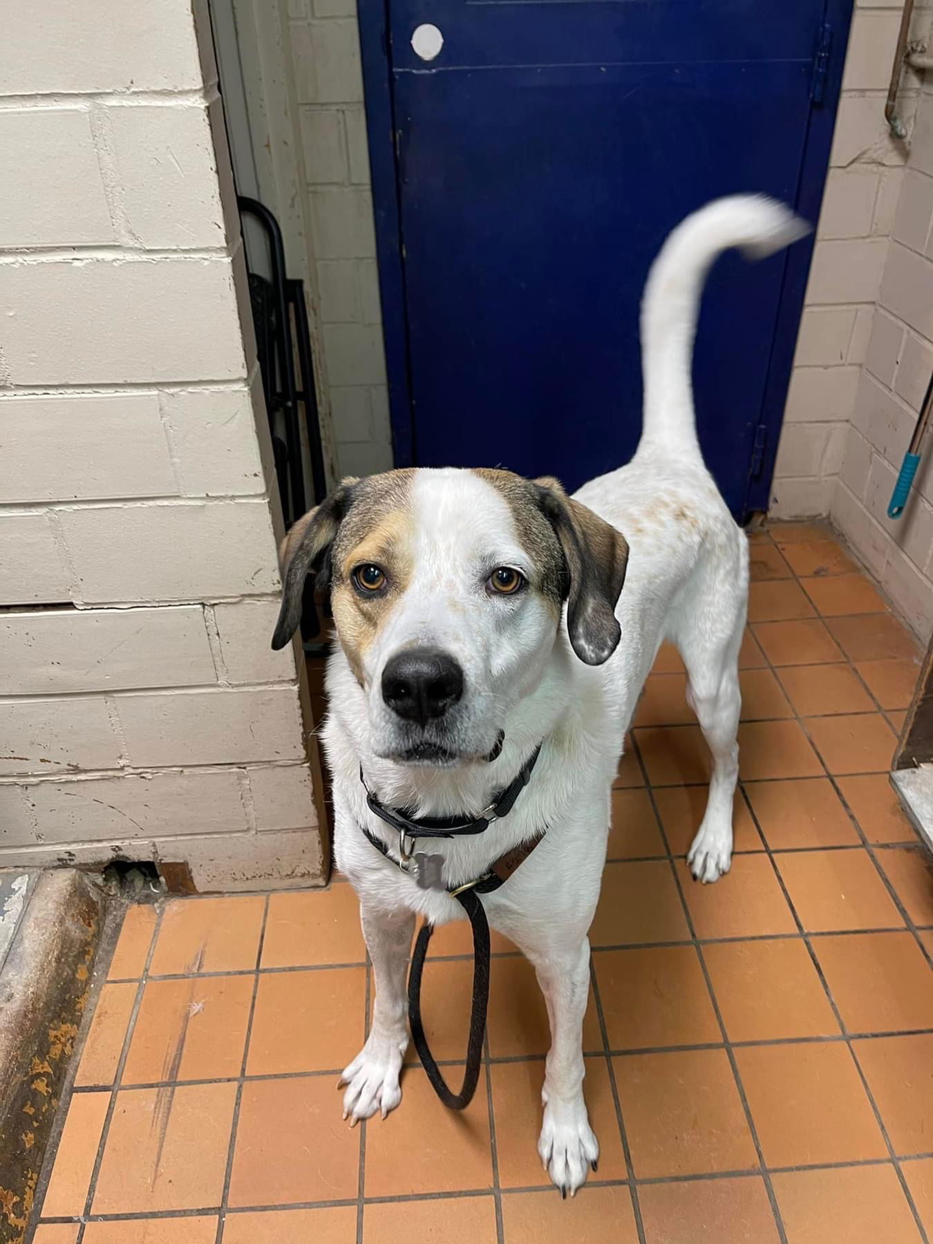 Houby, an adoptable Hound, Saint Bernard in Cedar Rapids, IA, 52405 | Photo Image 1