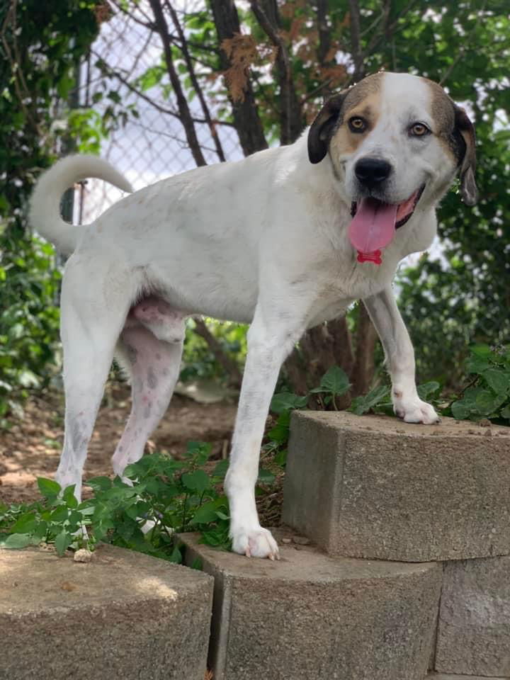 Houby, an adoptable Hound, Saint Bernard in Cedar Rapids, IA, 52405 | Photo Image 2