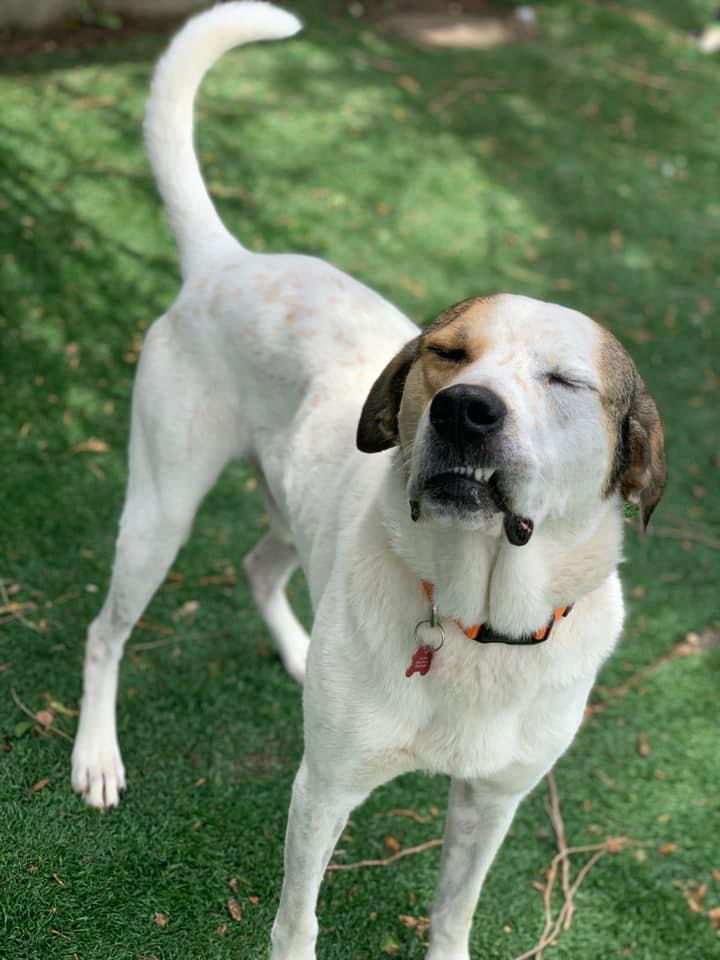 Houby, an adoptable Hound, Saint Bernard in Cedar Rapids, IA, 52405 | Photo Image 3