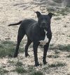 Tootsie photo 1