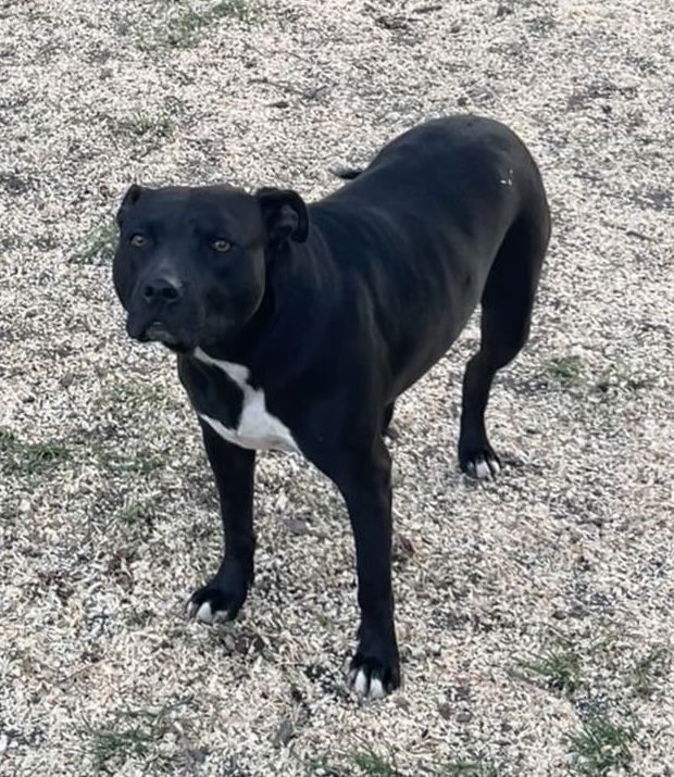 Tootsie, an adoptable Pit Bull Terrier in Germantown, OH, 45327 | Photo Image 2