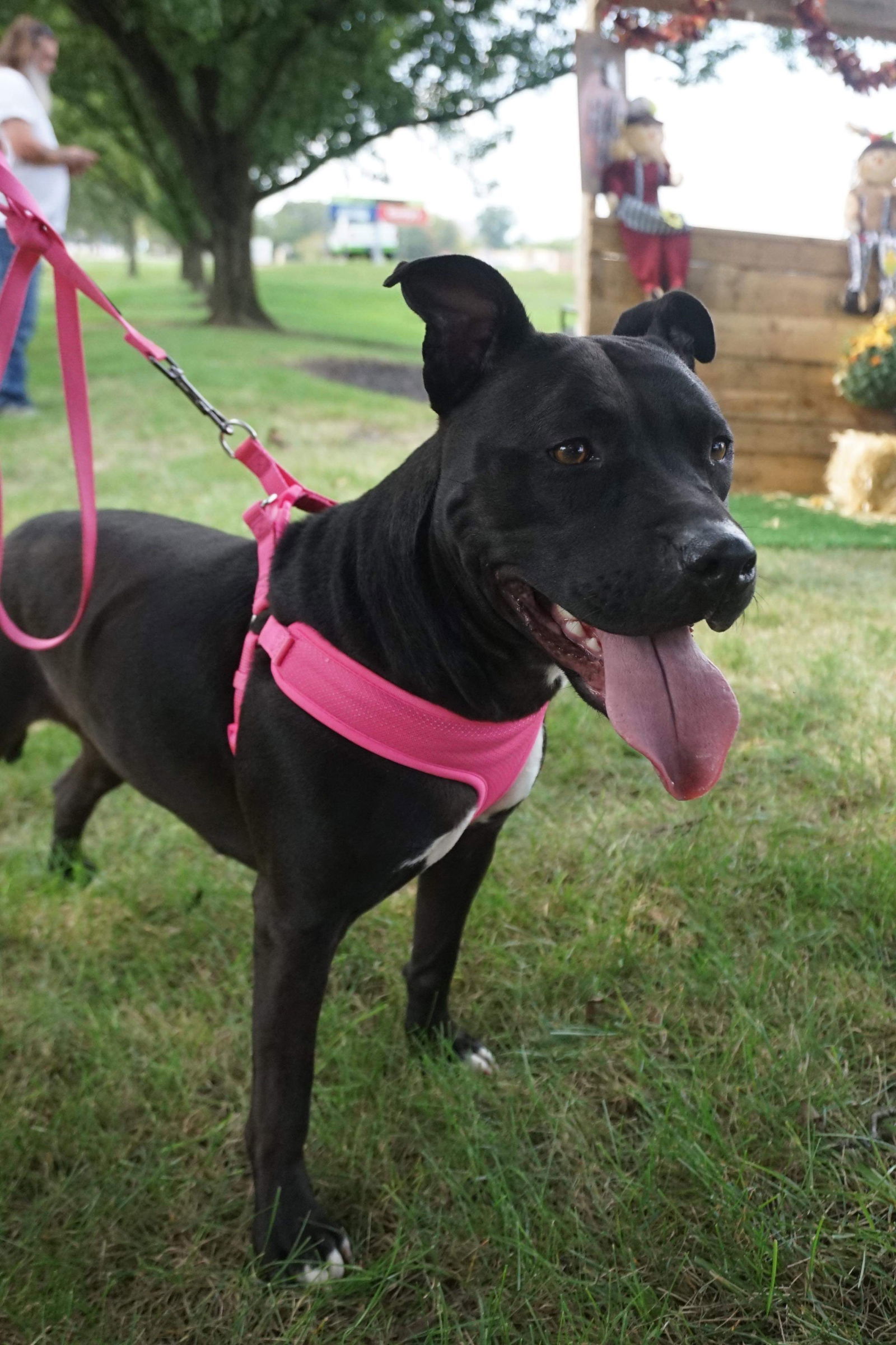 Tootsie, an adoptable Pit Bull Terrier in Germantown, OH, 45327 | Photo Image 3