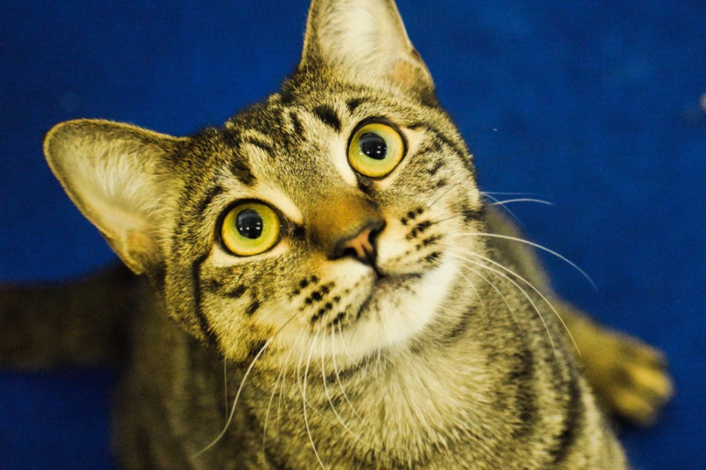 Dorothy, an adoptable Domestic Short Hair in St. James City, FL, 33956 | Photo Image 1