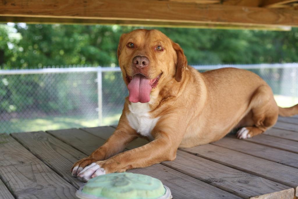 DAPPER DAN, an adoptable Mixed Breed in Florence, SC, 29506 | Photo Image 1