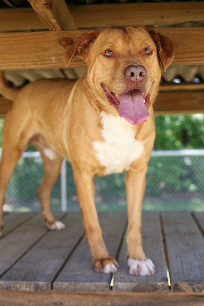 DAPPER DAN, an adoptable Mixed Breed in Florence, SC, 29506 | Photo Image 3