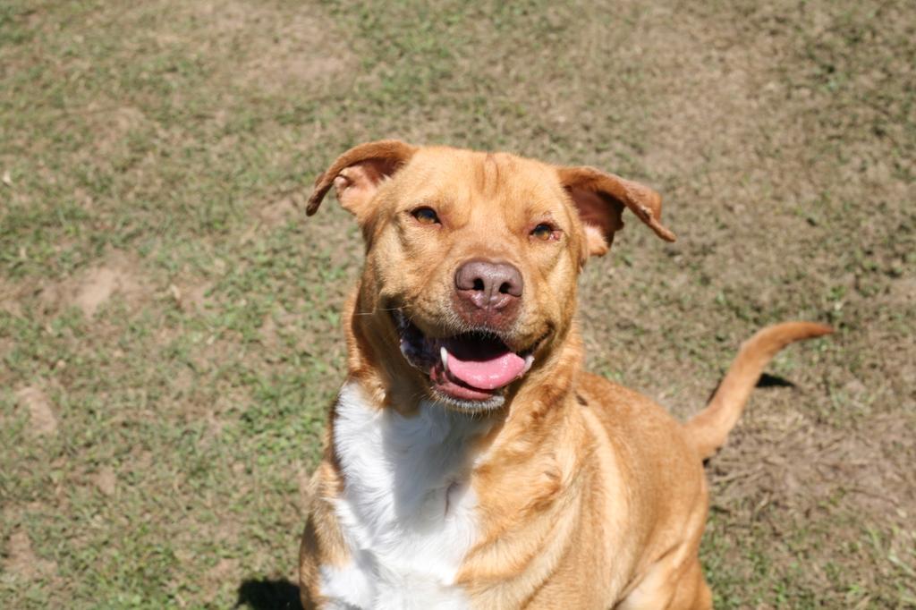 DAPPER DAN, an adoptable Mixed Breed in Florence, SC, 29506 | Photo Image 5