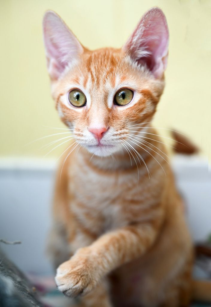 Adam, an adopted Tabby & Domestic Short Hair Mix in Chattanooga, TN_image-3