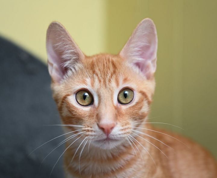 Adam, an adopted Tabby & Domestic Short Hair Mix in Chattanooga, TN_image-4