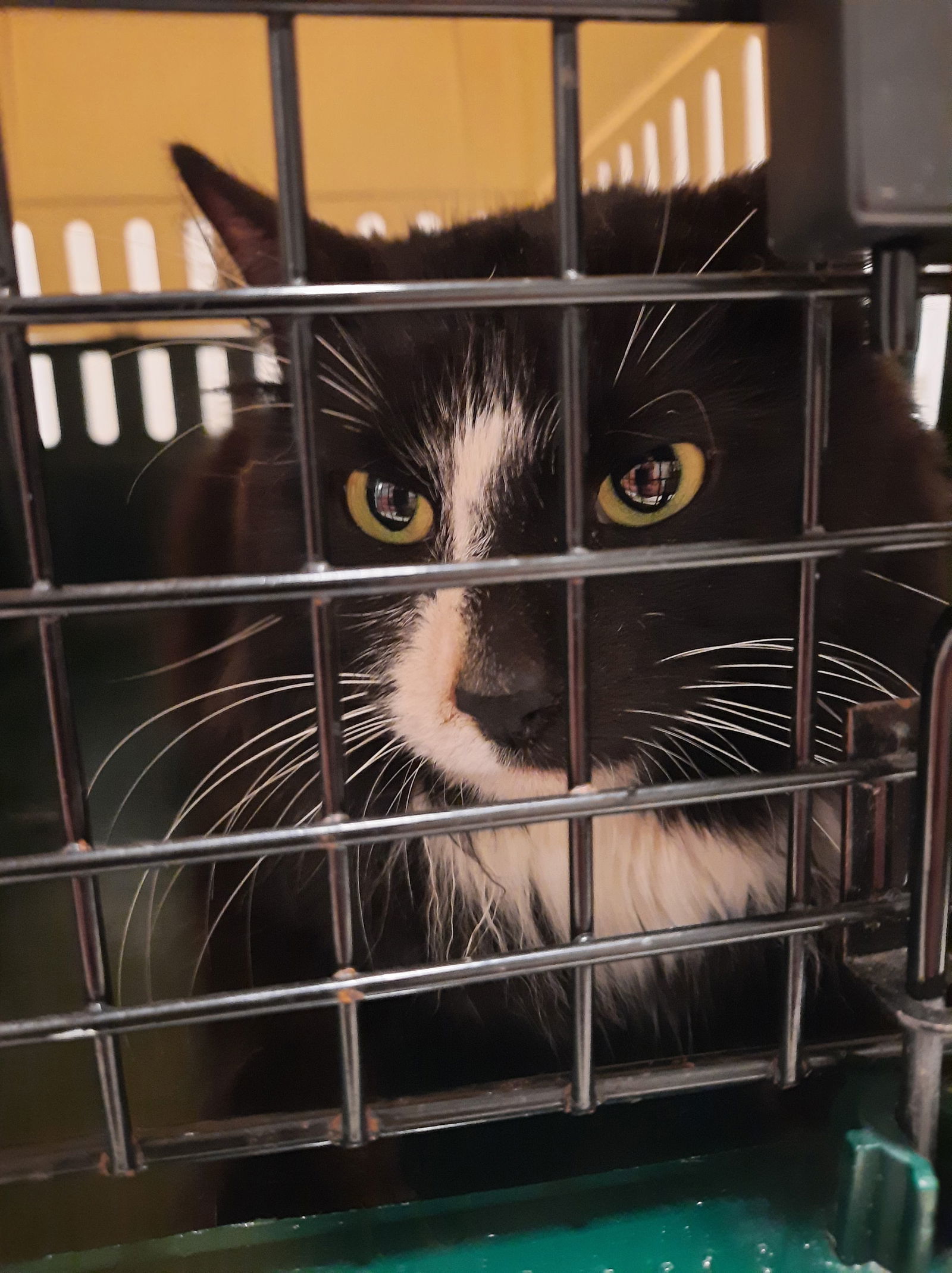 Walter, an adoptable Domestic Short Hair in Lewistown, PA, 17044 | Photo Image 1