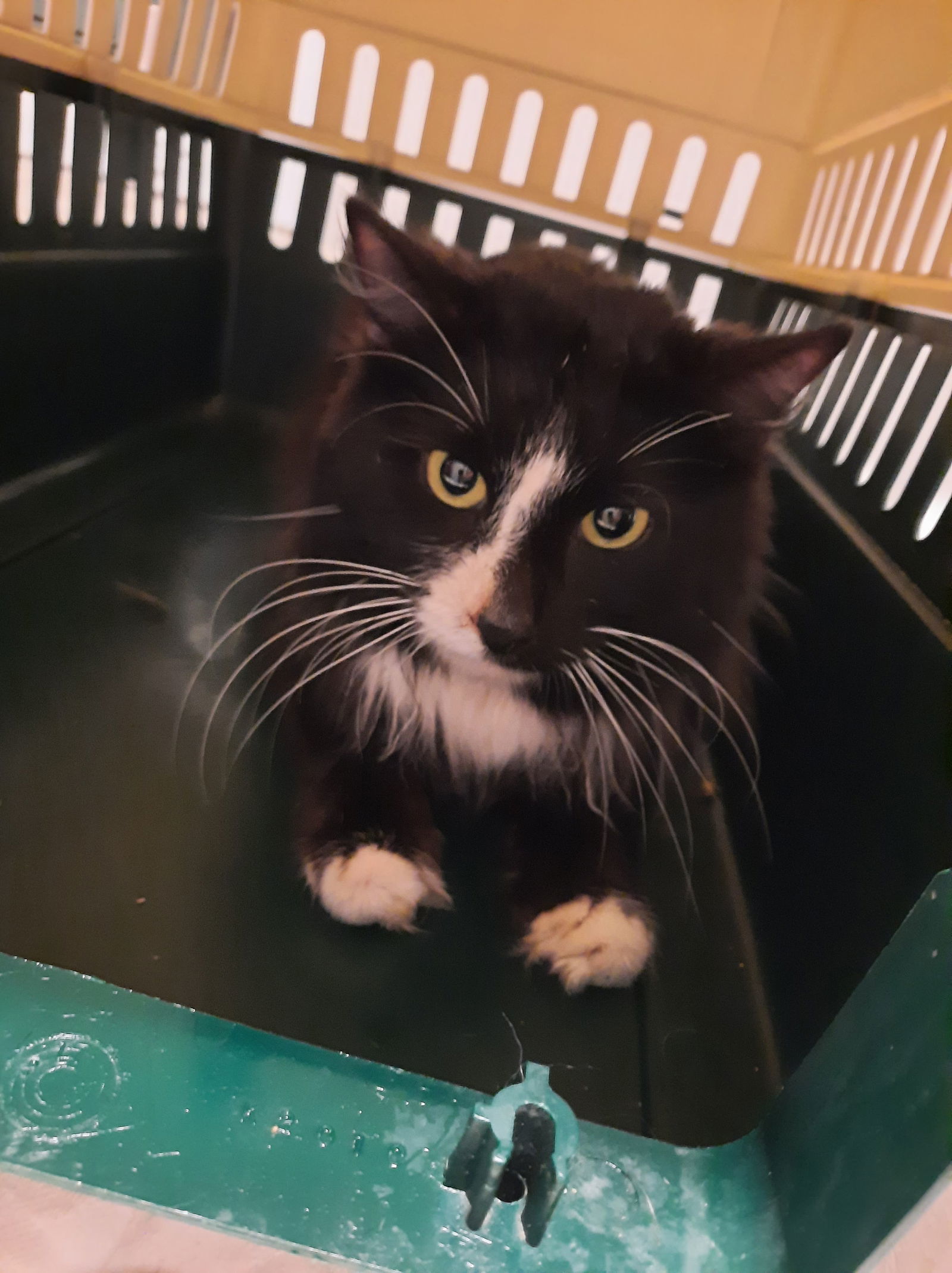 Walter, an adoptable Domestic Short Hair in Lewistown, PA, 17044 | Photo Image 2