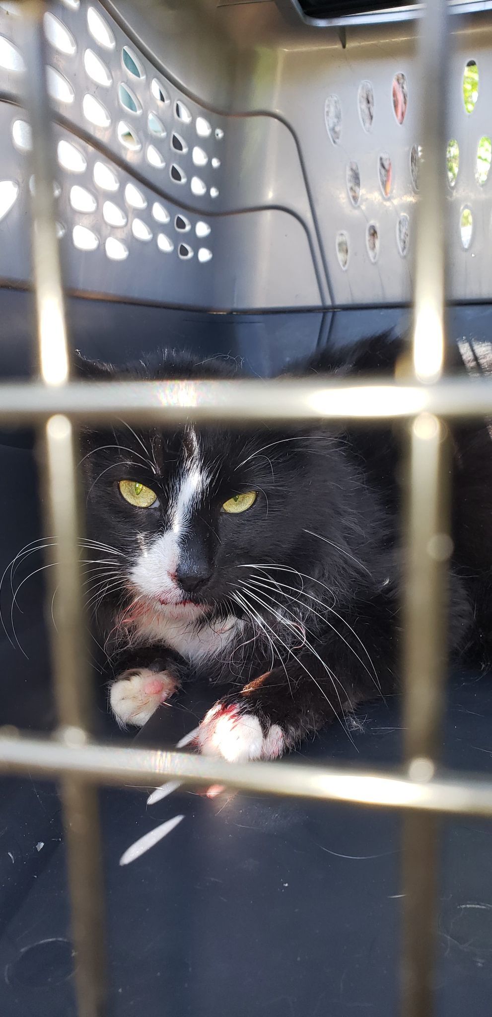 Walter, an adoptable Domestic Short Hair in Lewistown, PA, 17044 | Photo Image 3