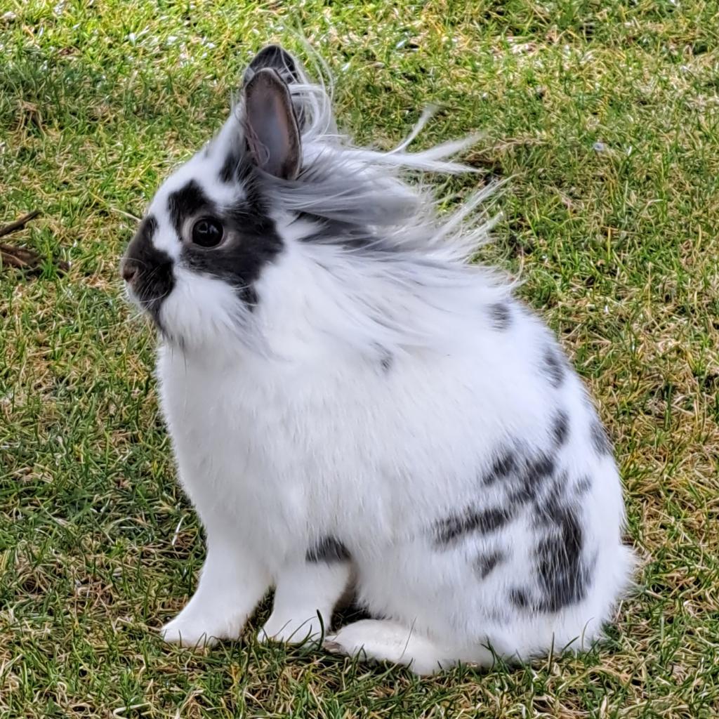 Gordo