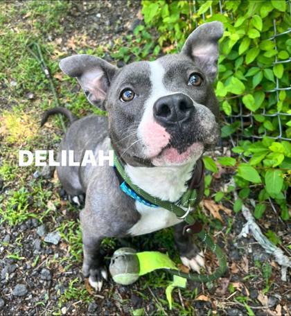 Delilah