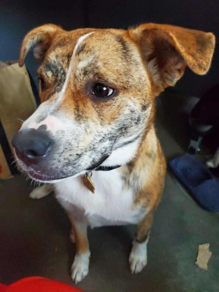 Kayce, an adoptable Australian Cattle Dog / Blue Heeler & Boxer Mix in Brenham, TX_image-3