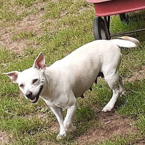 Chia, an adoptable Chihuahua Mix in Brenham, TX_image-2