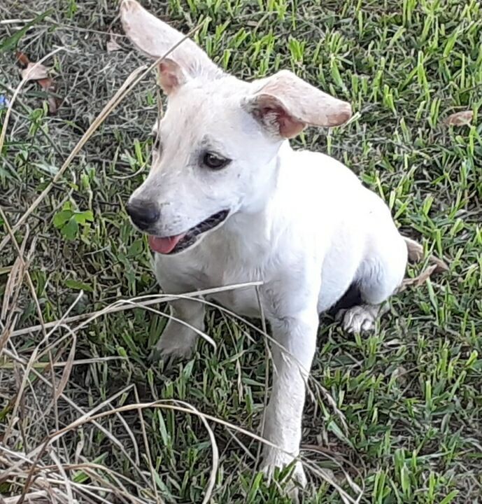 Chiquita , an adoptable Chihuahua Mix in Brenham, TX_image-3