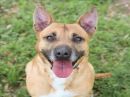 EVAN's profile on Petfinder.com