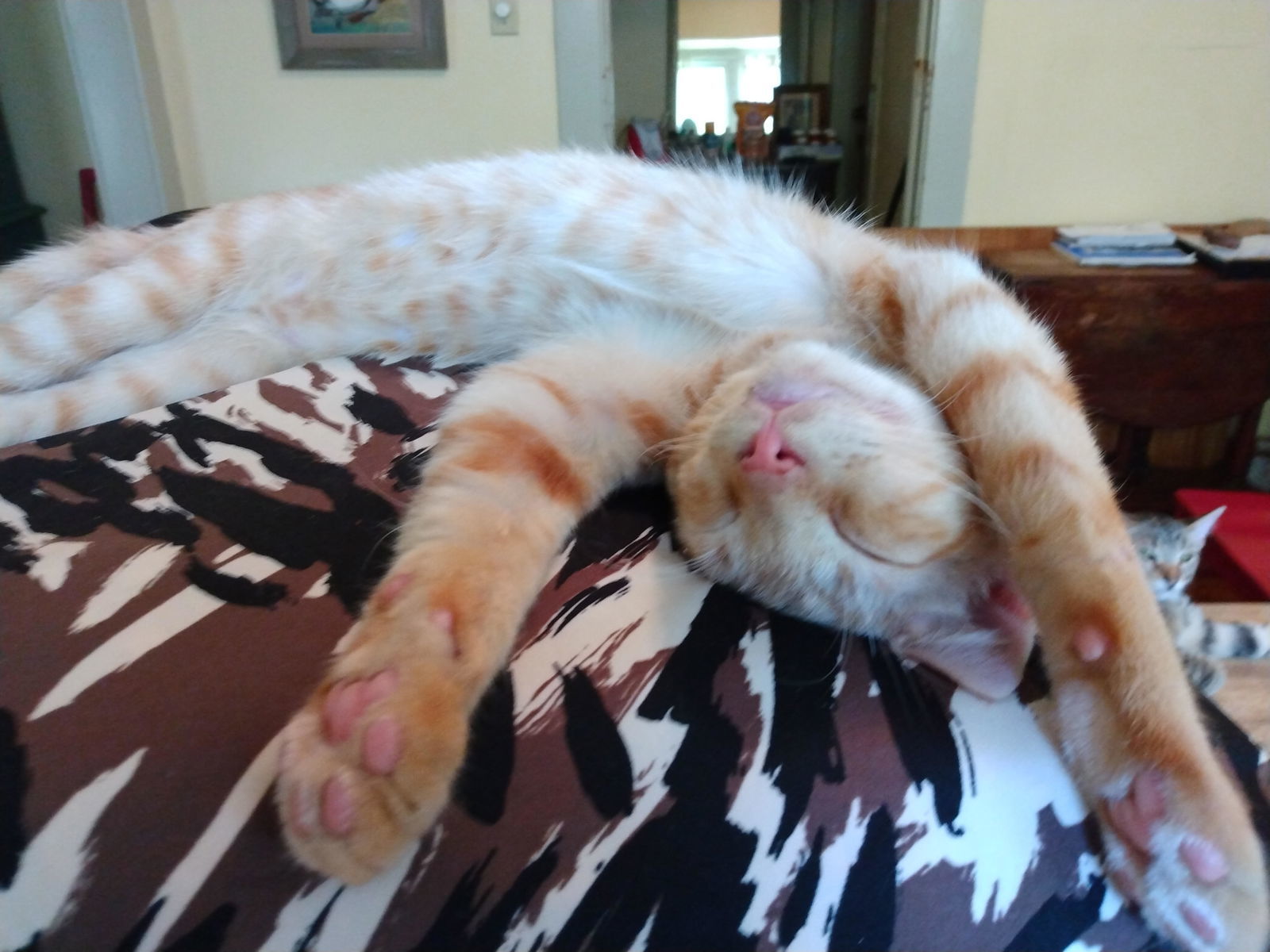 Tango #bestie-of-Little-Bobbie, an adoptable Tabby, Domestic Short Hair in Houston, TX, 77005 | Photo Image 2