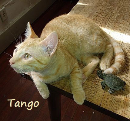 Tango #bestie-of-Little-Bobbie, an adoptable Tabby, Domestic Short Hair in Houston, TX, 77005 | Photo Image 3