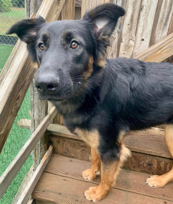 Ryder *HERE IN NH*, an adoptable German Shepherd Dog Mix in Northwood, NH_image-3