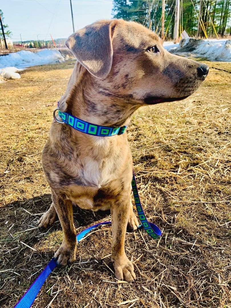 Brownie - NH, an adoptable Catahoula Leopard Dog in Seabrook, NH, 03874 | Photo Image 3