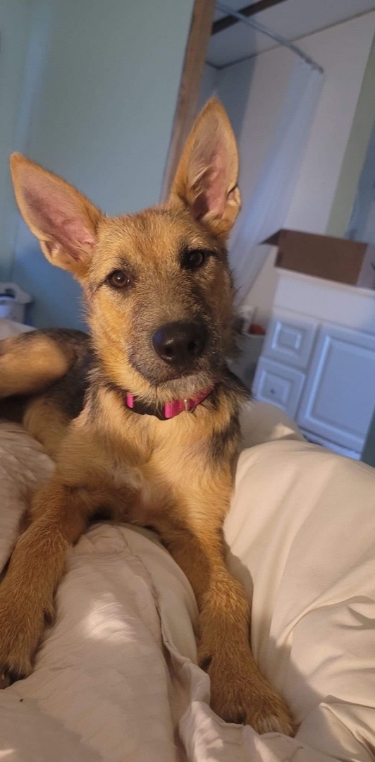 Annie, an adoptable German Shepherd Dog & Terrier Mix in Clifton, TX_image-1