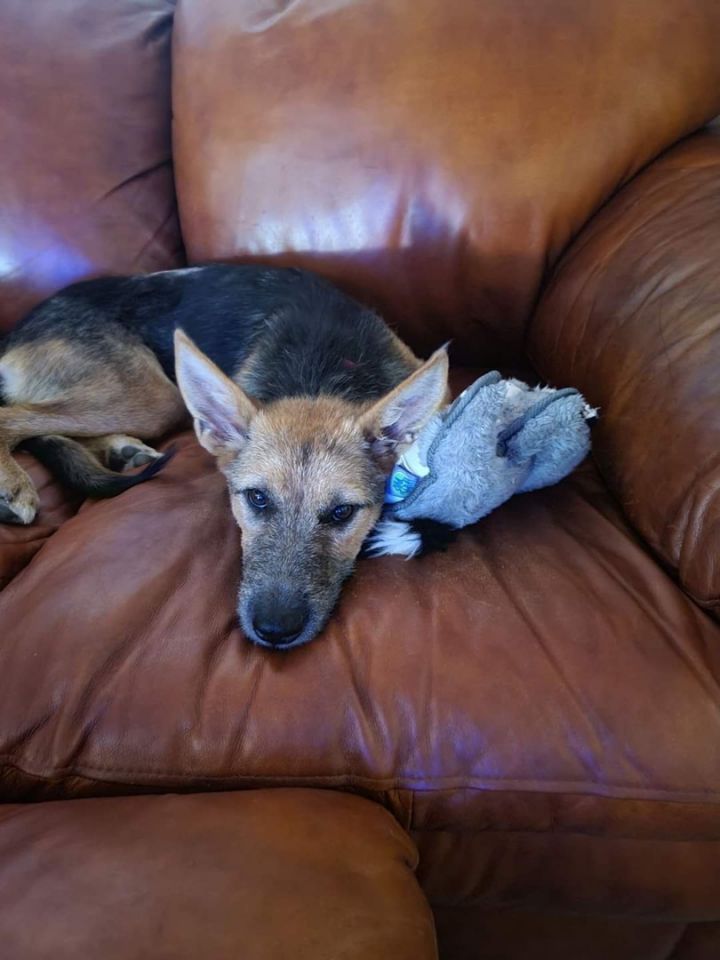 Annie, an adoptable German Shepherd Dog & Terrier Mix in Clifton, TX_image-2