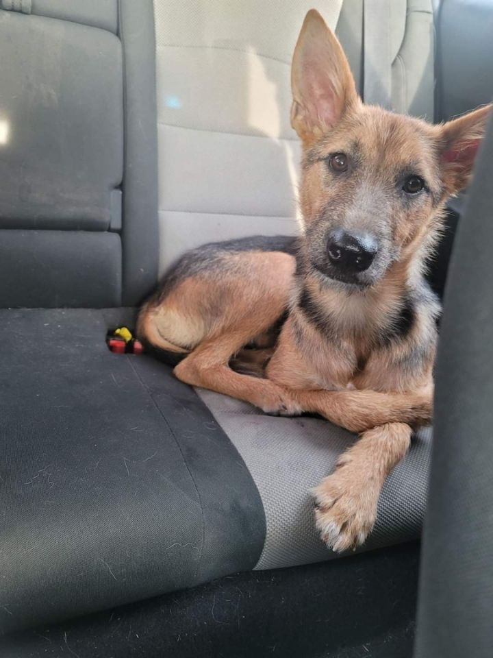 Annie, an adoptable German Shepherd Dog & Terrier Mix in Clifton, TX_image-3