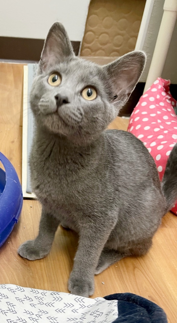 Spicy, an adoptable Domestic Short Hair in Parkville, MO, 64152 | Photo Image 2