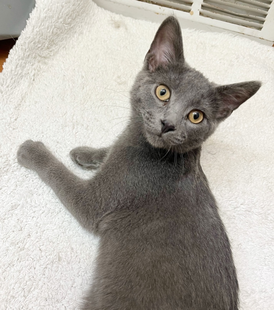 Spicy, an adoptable Domestic Short Hair in Parkville, MO, 64152 | Photo Image 4