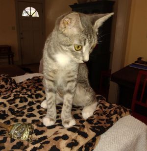 Little Bobbie #bestie-of-Tango Tabby Cat