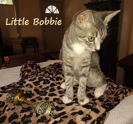 Little Bobbie #bestie-of-Tango, an adoptable Tabby, Domestic Short Hair in Houston, TX, 77005 | Photo Image 2