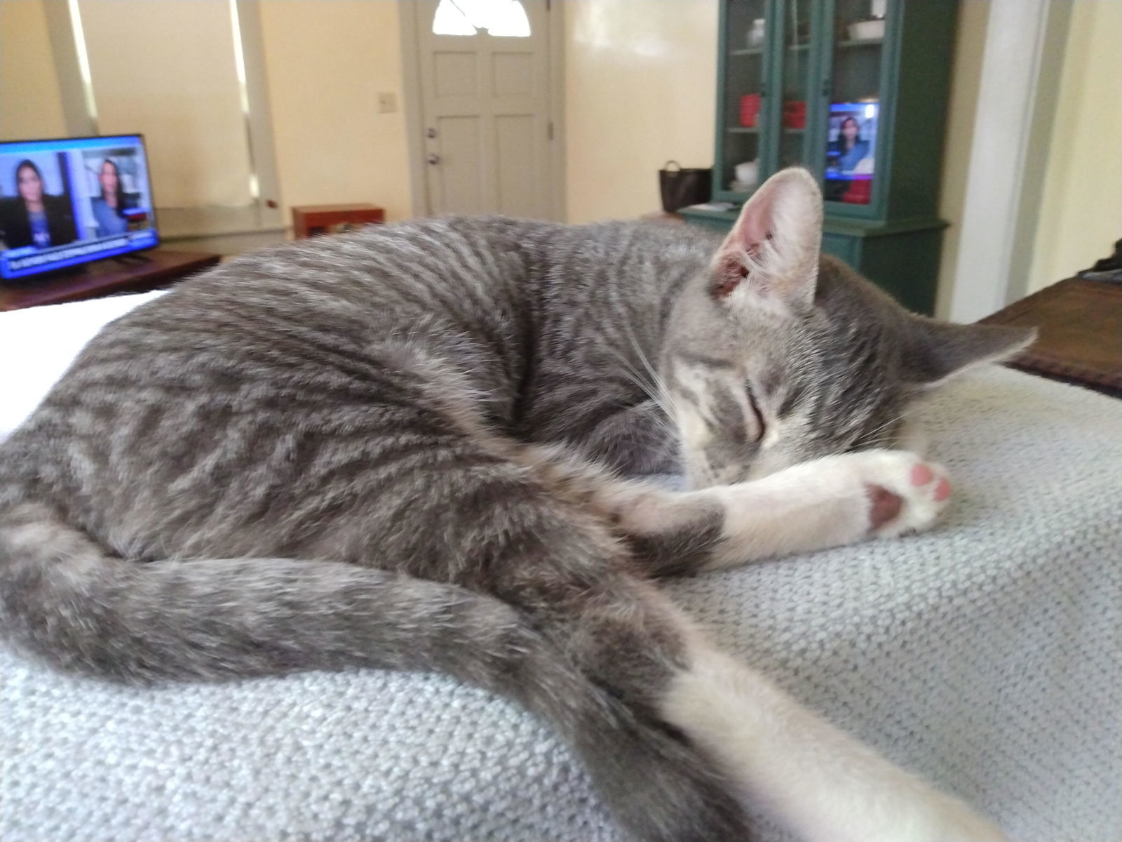 Little Bobbie #bestie-of-Tango, an adoptable Tabby, Domestic Short Hair in Houston, TX, 77005 | Photo Image 3