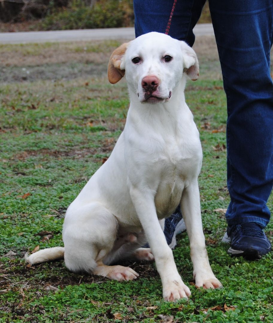 Dog for adoption Linus, a Pointer Mix in Parsons, KS Petfinder