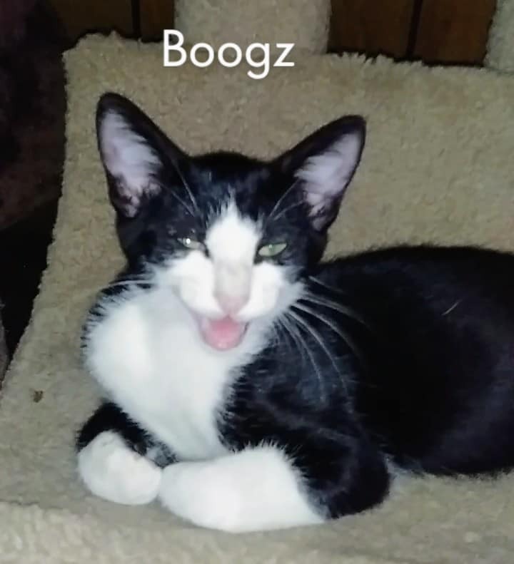 Boogz 1