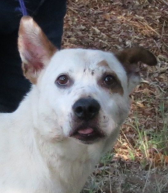 Pitbull store samoyed mix