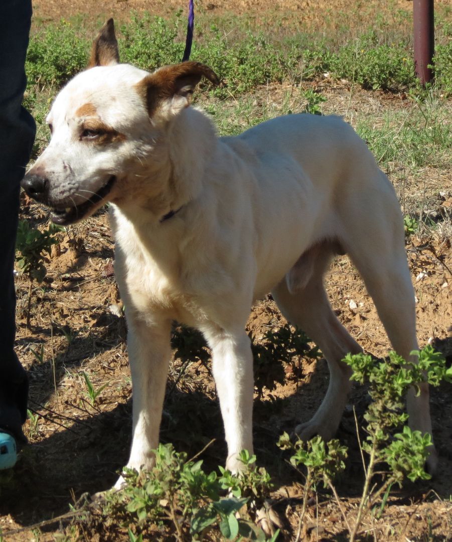 Phoenix, an adoptable Samoyed, German Shepherd Dog in Grandview, TX, 76050 | Photo Image 5