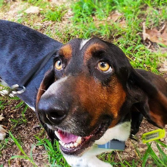 Boomer, an adoptable Basset Hound in Knoxville, TN_image-1