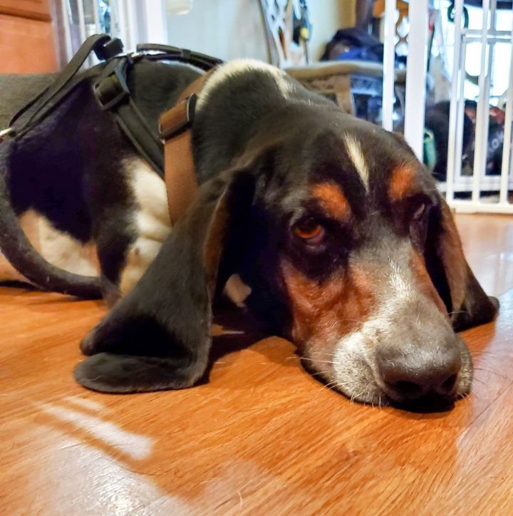 Boomer, an adoptable Basset Hound in Knoxville, TN_image-4