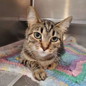 aurora animal control petfinder