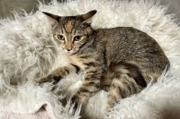 Sophie, an adoptable Domestic Short Hair in Woodland Hills, CA, 91364 | Photo Image 1